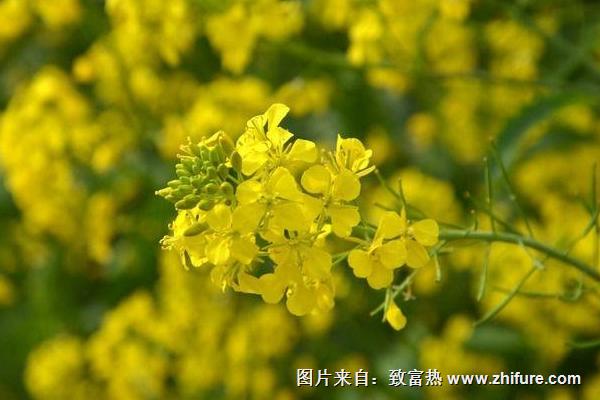 2018种油菜<a href=https://www.dadasou.com/news/93887.html target=_blank class=infotextkey>赚钱</a>吗？油菜<a href=https://www.dadasou.com/ny/zhongzhi/ target=_blank class=infotextkey>种植</a>的利润与投资成本及前景预测