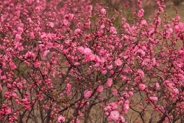 榆叶梅图片大全 榆叶梅花语及寓意