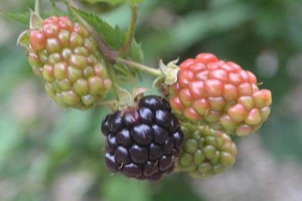 黑莓酒功效与作用及禁忌 黑莓酒怎么做