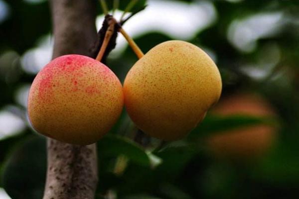 苹果梨功效与作用及禁忌 苹果梨营养价值