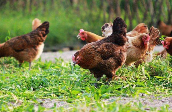 散养鸡怎么才能养好 散养鸡的养殖方法与技术