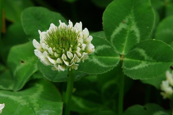 白车轴草图片大全 白车轴草花语及寓意