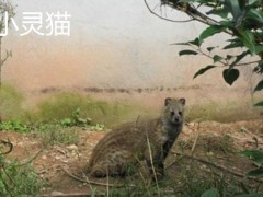 小灵猫市场价格多少钱一只,大灵猫和小灵猫的区