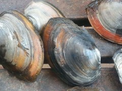 河蚌怎么养出珍珠,河蚌养殖技术
