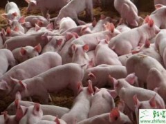 夏季如何预防猪发生热应激的营养措施