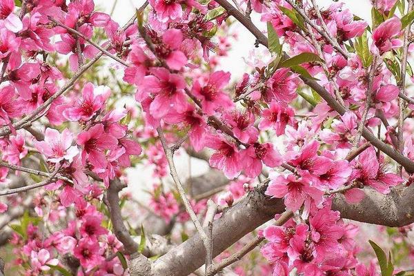 桃花图片大全 桃花花语及寓意 关于桃花的诗句有哪些