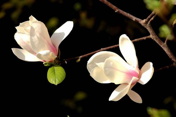 玉兰花图片大全 玉兰花花语及寓意