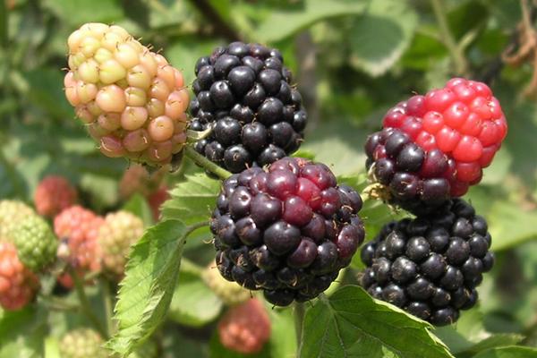 黑莓怎么种