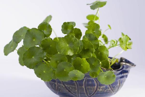 铜钱草怎么养茂盛 铜钱草<a href=https://www.dadasou.com/ny/yangzhi/ target=_blank class=infotextkey>养殖</a>方法与注意事项