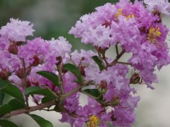 紫薇花什么时候开,如何种植紫薇花