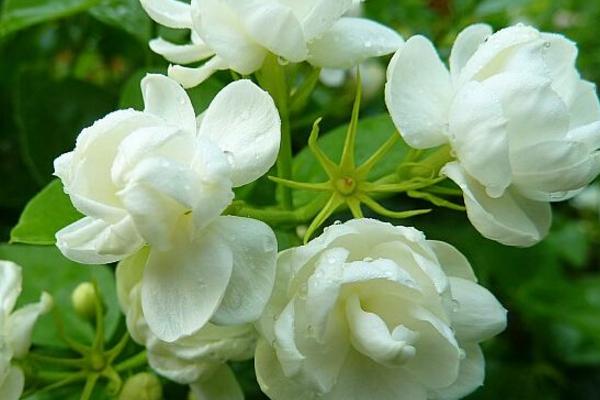 养茉莉花用什么土好 茉莉花开花后怎么办