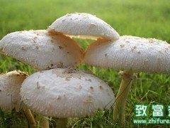 草菇的营养价值和功效,草菇做法建议