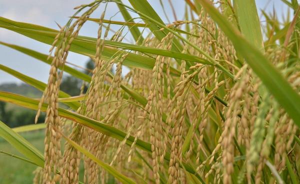 硅肥对水稻的作用是什么 钾肥过多对水稻危害是什么