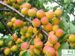 杏树坐果率低的原因及对策
