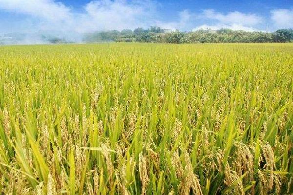 种水稻秧苗移栽前需要注意的