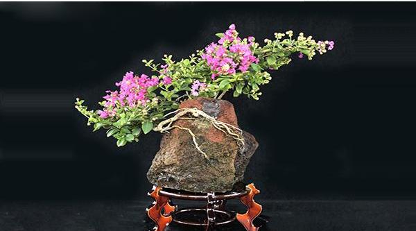紫薇花盆景制作方法 紫薇花盆景怎么造型好看