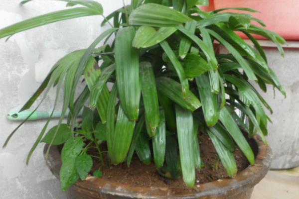 棕竹怎么养 棕竹养殖方法与注意事项
