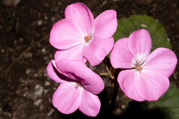 报春花图片大全 报春花的花语及寓意