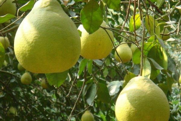 沙田柚种植技术 沙田柚病虫害防治方法