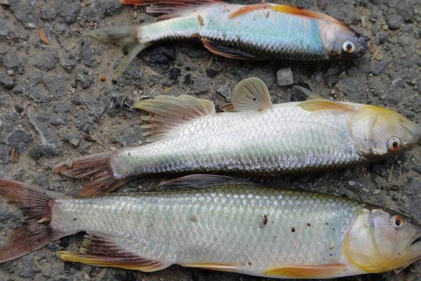 池塘养殖成年虹鳟鱼的池塘条件要求