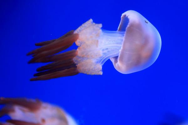 海月水母特点介绍 海月水母有毒吗