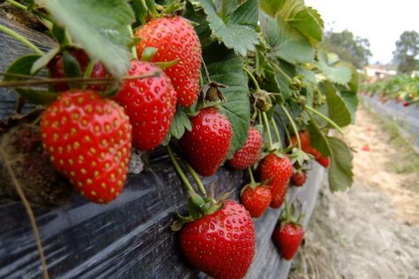 草莓旺长对其生长影响很大，可以从这四种方面来防止