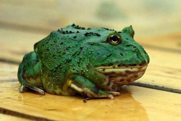 角蛙市场价格多少钱一只 角蛙可以两只一起养吗