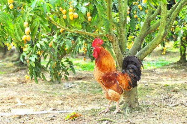 果园养殖什么最赚钱 什么果树适合养殖土鸡