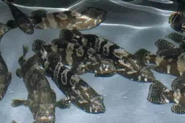 珍珠石斑鱼孵化技术