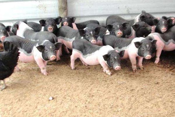 巴马香猪市场价格多少钱一斤 巴马香猪的销路有哪些