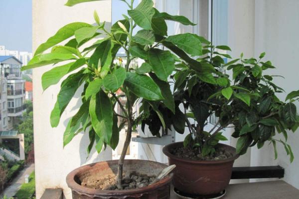白兰花家庭盆栽养殖方法 白兰花能放在室内卧室吗