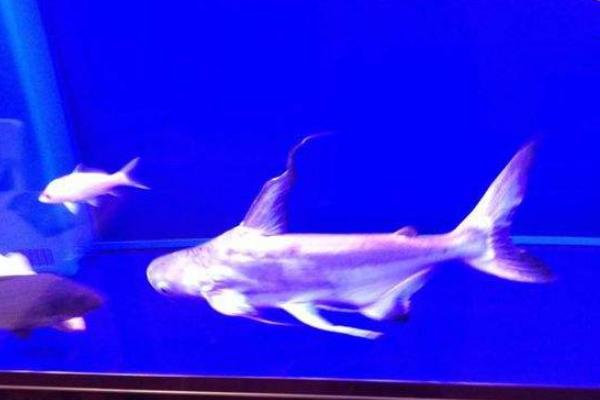 蓝鲨鱼市场价格多少钱一条 蓝鲨鱼怎么养