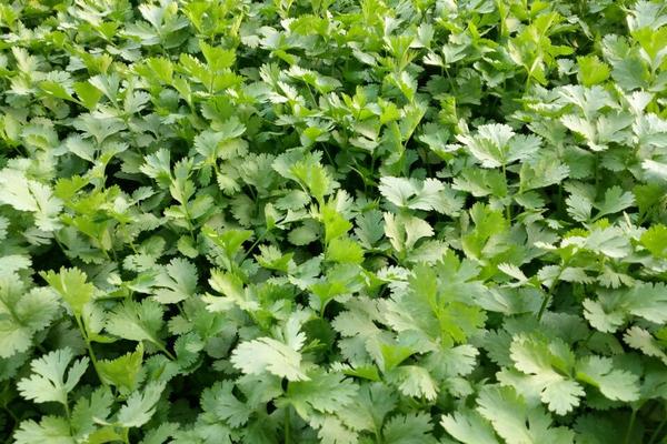 2018种香菜赚钱吗？香菜种植的利润与投资成本及前景预测