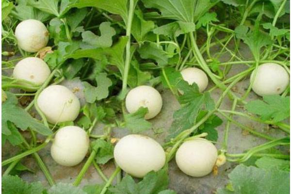 香瓜亩产量多少斤 种香瓜一亩地需要投资多少