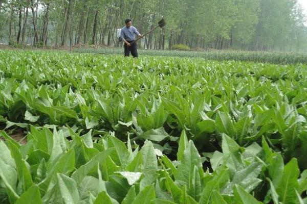 贡菜种植技术，宜选肥力足偏碱性的沙质土壤