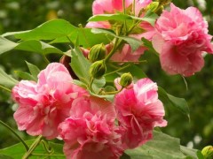 木芙蓉花图片大全,木芙蓉是什么花