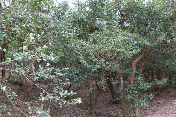 山茶树种植技术 山茶树几年结果