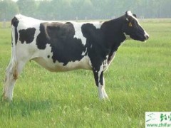养殖奶牛如何让早春奶牛多产奶