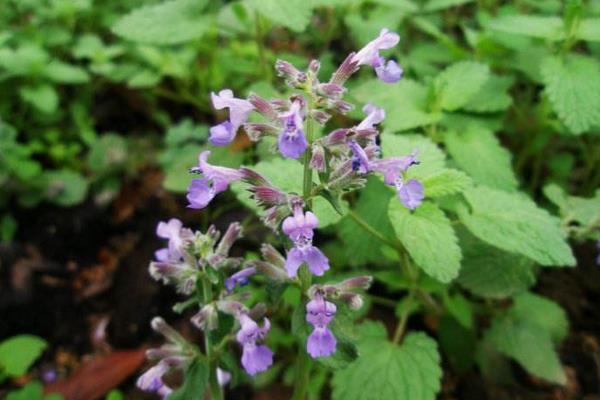 荆芥怎么种 荆芥种植时间和方法