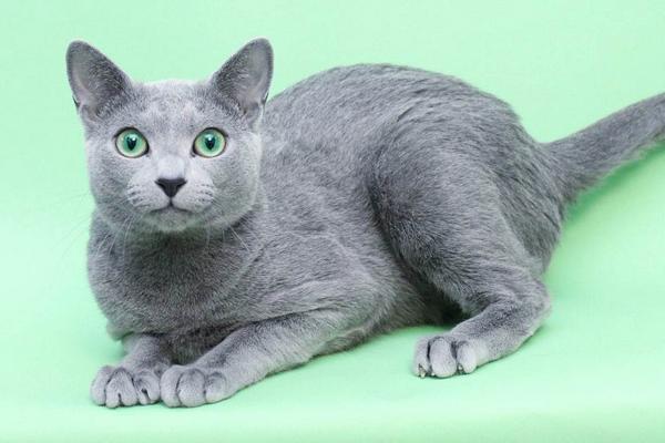俄罗斯蓝猫市场价格多少钱一只 俄罗斯蓝猫和英国蓝猫的区别是什么