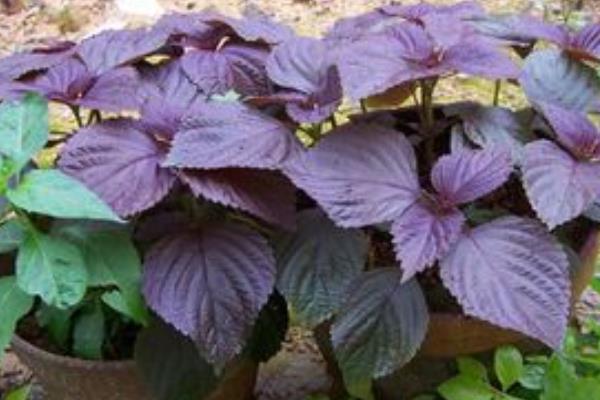 家庭阳台盆栽种紫苏的方法与注意事项 家庭阳台盆栽种紫苏的预防工作