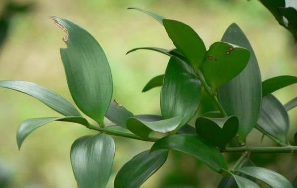 竹柏树怎么修剪 竹柏树种植技术与注意事项