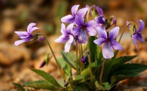 紫花地丁图片大全 紫花地丁的药用价值