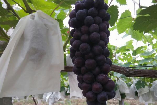 夏黑葡萄大棚栽培技术