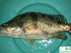 人工养殖鳜鱼如何捕捞的技巧