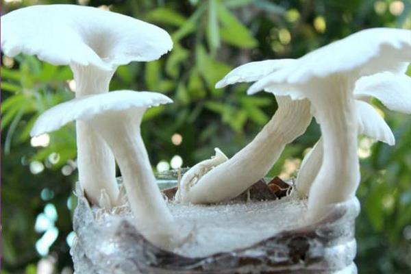 自己在家如何种蘑菇 蘑菇是怎么长出来的