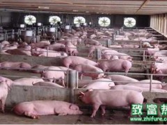 养猪场饲养母猪受八大问题困扰