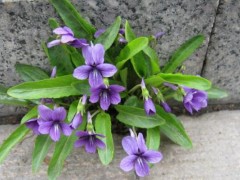 紫花地丁图片大全,紫花地丁的药用价值