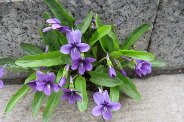 紫花地丁图片大全 紫花地丁的药用价值