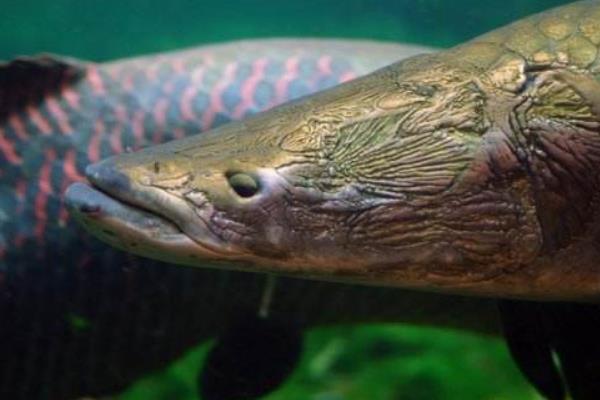 巨骨舌鱼苗市场价格多少钱一条 巨骨舌鱼能不能食用